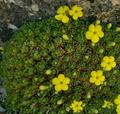 عروس سنگ صخره زی